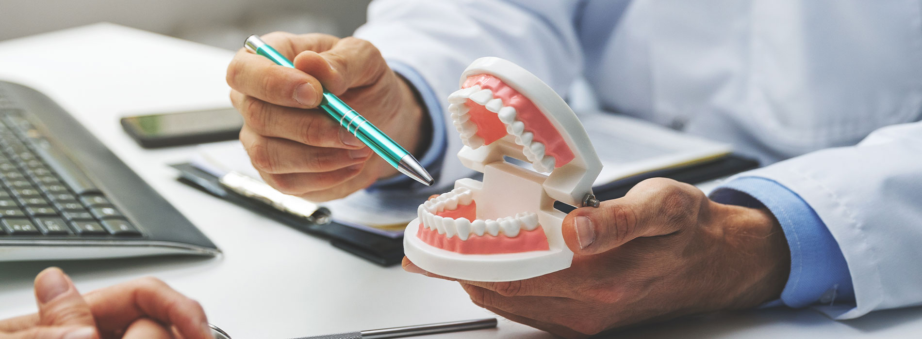 A dentist holding a model of a human mouth with teeth, working at a desk with a computer and a pen.