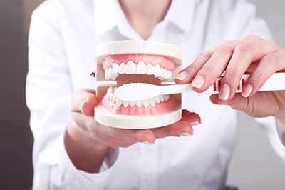 The image shows a person holding a dental model with an open mouth, likely for educational or demonstration purposes.